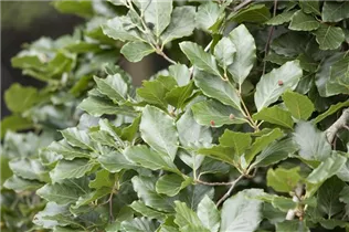 Fagus sylvatica 'Tortuosa' - Rotbuche 'Tortuosa'