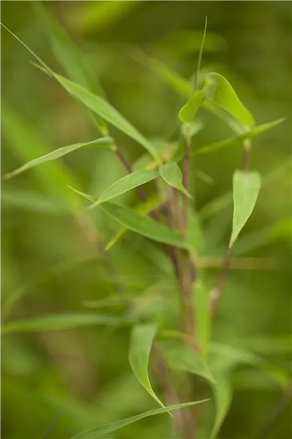 Gartenbambus 'Fresh Green'(s), Fargesia murielae 'Fresh Green'(s)