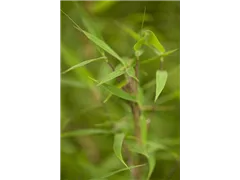 Fargesia murielae 'Bimbo' - Gartenbambus 'Bimbo' Fargesia murielae 'Bimbo' - Gartenbambus 'Bimbo'