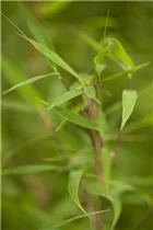Fargesia murielae 'Bimbo' - Gartenbambus 'Bimbo' Fargesia murielae 'Bimbo' - Gartenbambus 'Bimbo'