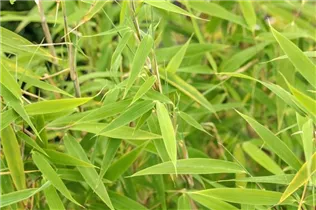 Fargesia murielae 'Bimbo' - Gartenbambus 'Bimbo' Fargesia murielae 'Bimbo' - Gartenbambus 'Bimbo'