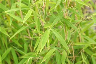 Fargesia murielae 'Bimbo' - Gartenbambus 'Bimbo' Fargesia murielae 'Bimbo' - Gartenbambus 'Bimbo'