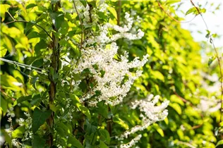 Fallopia aubertii - Schlingknöterich