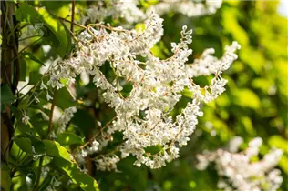 Fallopia aubertii - Schlingknöterich
