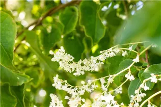 Fallopia aubertii - Schlingknöterich