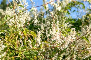 Fallopia aubertii - Schlingknöterich