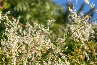 Fallopia aubertii - Schlingknöterich