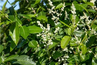 Fallopia aubertii - Schlingknöterich
