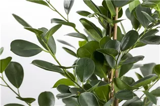 Ficus microcarpa 'Moclame' - Chinesische Feige 'Moclame' Ficus microcarpa 'Moclame' - Chinesische Feige 'Moclame'