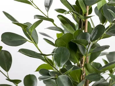 Ficus microcarpa 'Moclame' - Chinesische Feige 'Moclame' Ficus microcarpa 'Moclame' - Chinesische Feige 'Moclame'