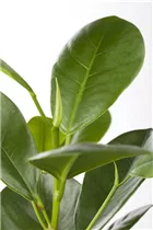 Ficus microcarpa 'Moclame' - Chinesische Feige 'Moclame' Ficus microcarpa 'Moclame' - Chinesische Feige 'Moclame'