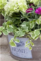 Ficus pumila - Kletter-Feige Ficus pumila - Kletter-Feige