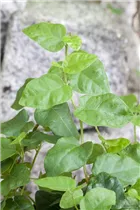 Ficus pumila - Kletter-Feige Ficus pumila - Kletter-Feige