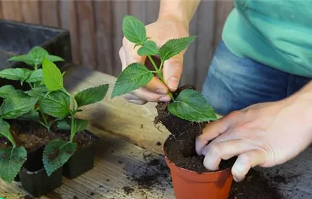 Wandelröschen - Stecklinge Umtopfen Wandelröschen - Stecklinge Umtopfen