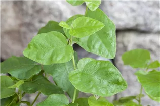 Ficus pumila - Kletter-Feige Ficus pumila - Kletter-Feige