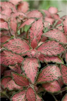 Fittonia albivenis - Fittonie Fittonia albivenis - Fittonie