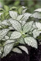 Fittonia albivenis - Fittonie Fittonia albivenis - Fittonie