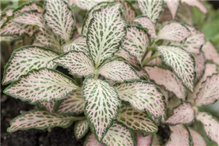 Fittonia albivenis - Fittonie Fittonia albivenis - Fittonie