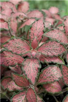 Fittonia albivenis - Fittonie Fittonia albivenis - Fittonie