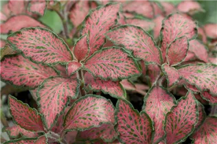 Fittonia albivenis - Fittonie Fittonia albivenis - Fittonie