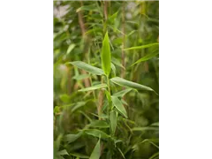 Fargesia murielae 'Simba' - Gartenbambus 'Simba' Fargesia murielae 'Simba' - Gartenbambus 'Simba'