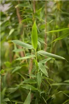 Fargesia murielae 'Simba' - Gartenbambus 'Simba' Fargesia murielae 'Simba' - Gartenbambus 'Simba'