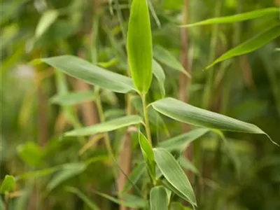 Fargesia murielae 'Simba' - Gartenbambus 'Simba' Fargesia murielae 'Simba' - Gartenbambus 'Simba'