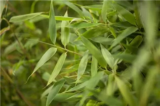 Fargesia murielae 'Simba' - Gartenbambus 'Simba' Fargesia murielae 'Simba' - Gartenbambus 'Simba'