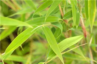 Fargesia murielae 'Simba' - Gartenbambus 'Simba' Fargesia murielae 'Simba' - Gartenbambus 'Simba'
