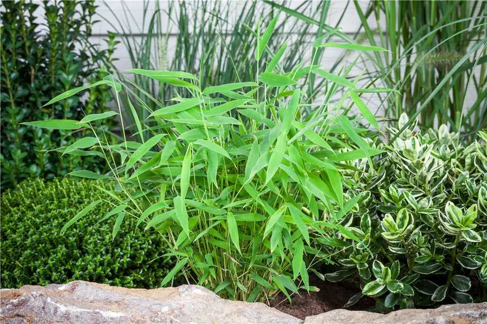 fensterblatt monstera kaufen Monstera deliciosa | Fensterblatt