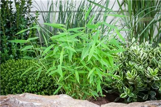 Fargesia murielae 'Tiny' - Gartenbambus 'Tiny' Fargesia murielae 'Tiny' - Gartenbambus 'Tiny'