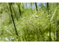 Foeniculum vulgare 'Purpureum' - Bronzeblättriger Garten-Fenchel 'Purpureum' Foeniculum vulgare 'Purpureum' - Bronzeblättriger Garten-Fenchel 'Purpureum'