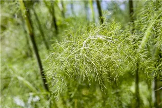 Foeniculum vulgare 'Purpureum' - Bronzeblättriger Garten-Fenchel 'Purpureum' Foeniculum vulgare 'Purpureum' - Bronzeblättriger Garten-Fenchel 'Purpureum'