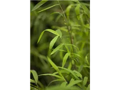 Fargesia nitida 'Great Wall' - Bambus 'Great Wall' Fargesia nitida 'Great Wall' - Bambus 'Great Wall'