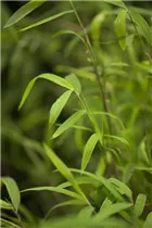 Fargesia nitida 'Great Wall' - Bambus 'Great Wall' Fargesia nitida 'Great Wall' - Bambus 'Great Wall'