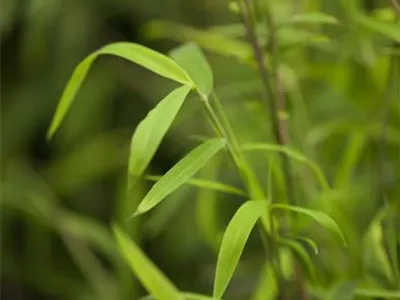 Fargesia nitida 'Great Wall' - Bambus 'Great Wall' Fargesia nitida 'Great Wall' - Bambus 'Great Wall'