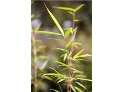 Fargesia robusta 'Campbell' - Schirmbambus 'Campbell' Fargesia robusta 'Campbell' - Schirmbambus 'Campbell'