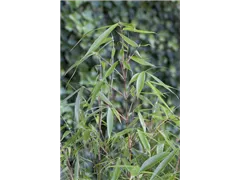 Fargesia robusta 'Pingwu' - Schirmbambus 'Pingwu' Fargesia robusta 'Pingwu' - Schirmbambus 'Pingwu'