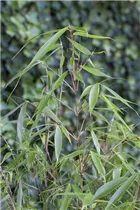 Fargesia robusta 'Pingwu' - Schirmbambus 'Pingwu' Fargesia robusta 'Pingwu' - Schirmbambus 'Pingwu'
