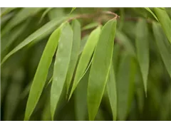 Fargesia rufa - Schirmbambus Fargesia rufa - Schirmbambus