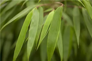 Fargesia rufa - Schirmbambus Fargesia rufa - Schirmbambus