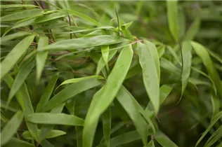 Fargesia rufa - Schirmbambus Fargesia rufa - Schirmbambus