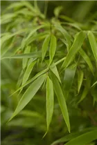 Fargesia rufa - Schirmbambus Fargesia rufa - Schirmbambus