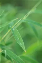 Fargesia rufa - Schirmbambus Fargesia rufa - Schirmbambus