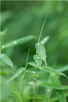 Fargesia rufa - Schirmbambus Fargesia rufa - Schirmbambus