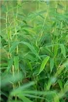 Fargesia rufa - Schirmbambus Fargesia rufa - Schirmbambus
