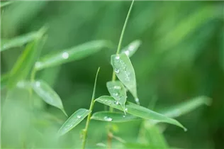 Fargesia rufa - Schirmbambus Fargesia rufa - Schirmbambus