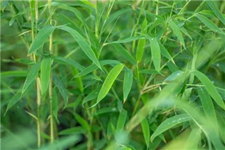 Fargesia rufa - Schirmbambus Fargesia rufa - Schirmbambus