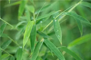 Fargesia rufa - Schirmbambus Fargesia rufa - Schirmbambus