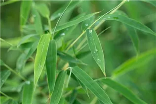 Fargesia rufa - Schirmbambus Fargesia rufa - Schirmbambus